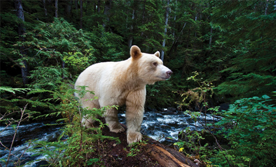 Anniversary Screening at ROM